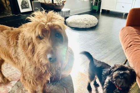 Bates Animal Hospital: Hunter Bates, DVM