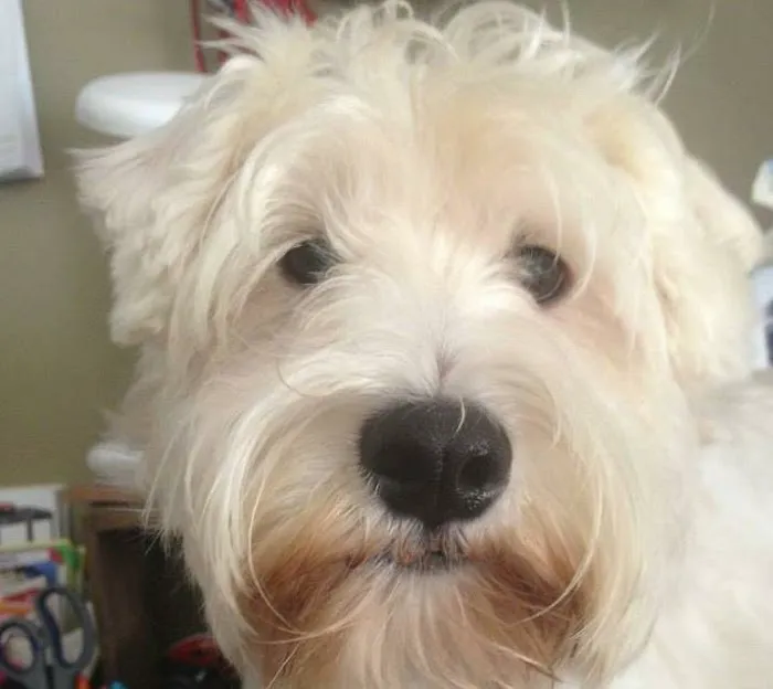Bates Animal Hospital: Hunter Bates, DVM 12