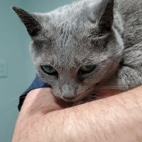 Piedmont Animal Clinic ico