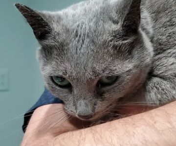 Piedmont Animal Clinic