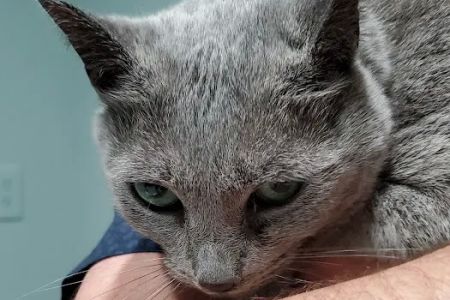 Piedmont Animal Clinic