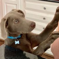 Southern Hearts Animal Hospital ico