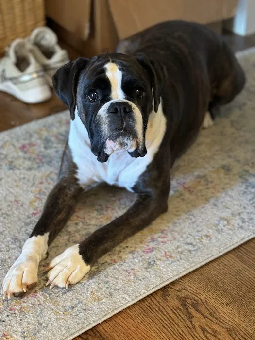 Southern Hearts Animal Hospital 9