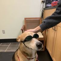 Oconee Veterinary Hospital ico