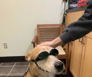 Oconee Veterinary Hospital