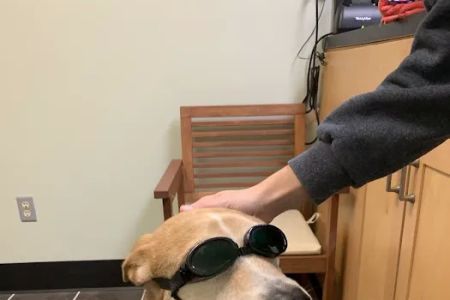 Oconee Veterinary Hospital