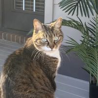 Mars Hill Animal Hospital ico