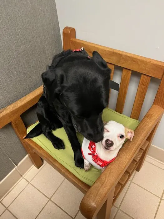 Mars Hill Animal Hospital 4