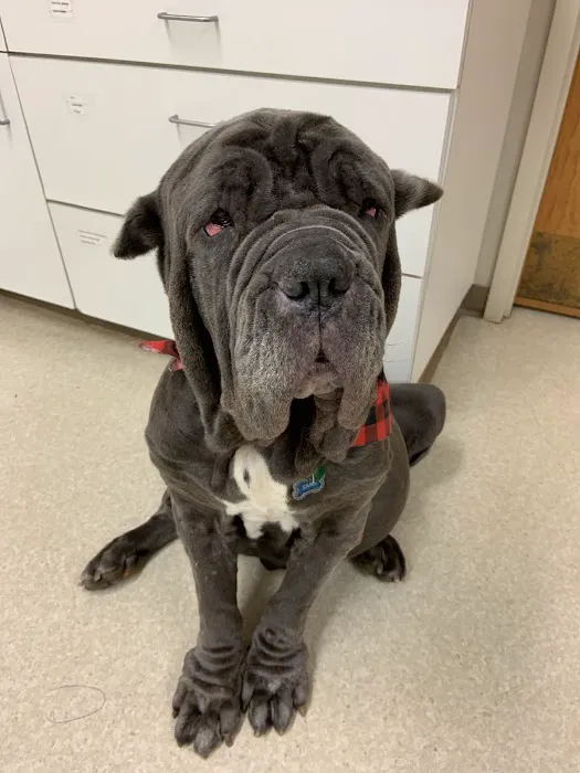 Mars Hill Animal Hospital 8