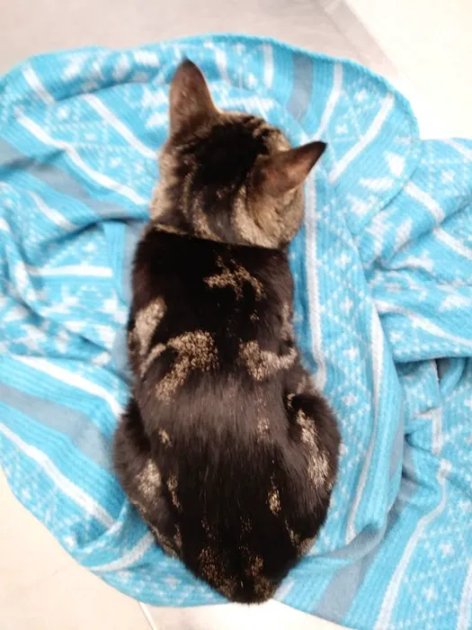 Hawthorne Animal Hospital 12