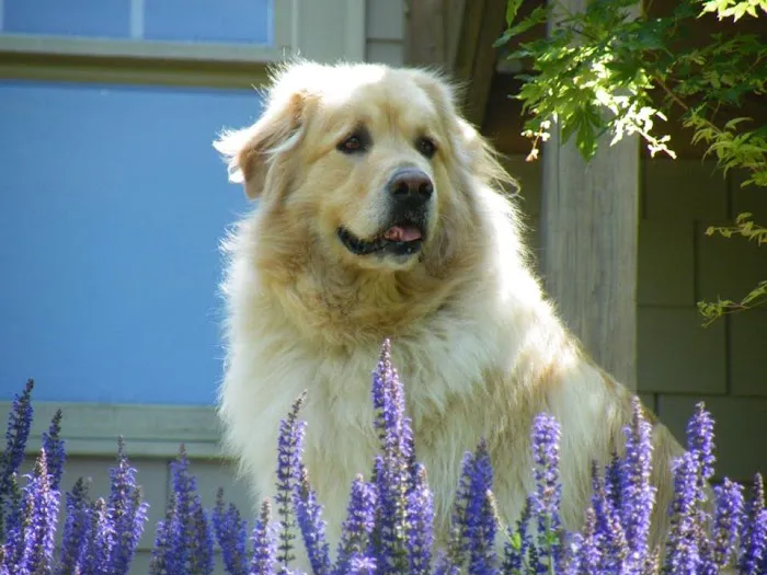 Foothills Veterinary Clinic 12