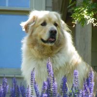 Foothills Veterinary Clinic ico
