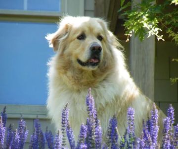 Foothills Veterinary Clinic