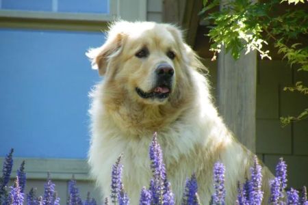 Foothills Veterinary Clinic