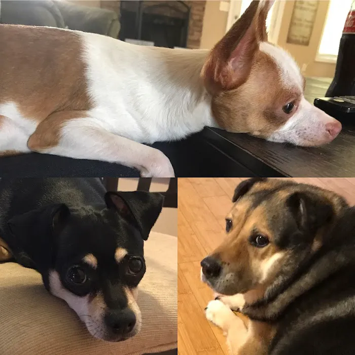 Foothills Veterinary Clinic 12