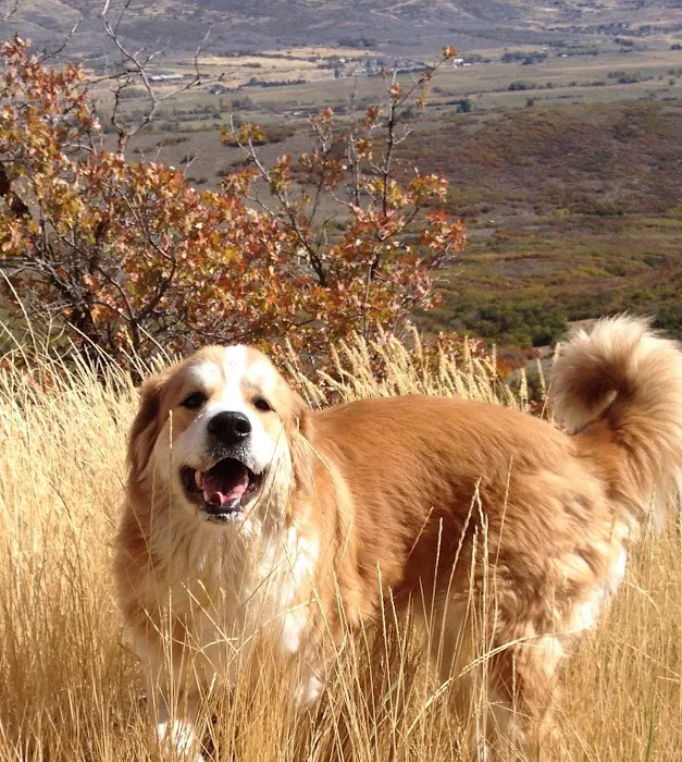 Foothills Veterinary Clinic 12