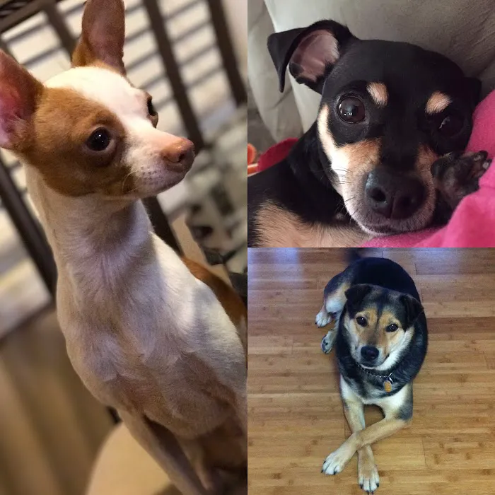 Foothills Veterinary Clinic 12