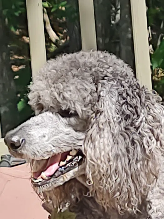 Foothills Veterinary Clinic 12