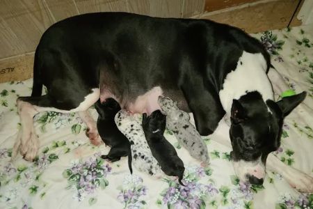 Northeast Georgia Veterinary Services
