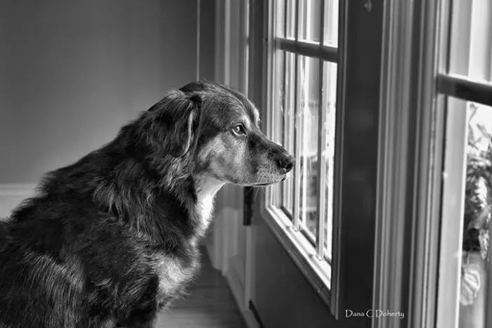 Thompson Creek Animal Hospital 12