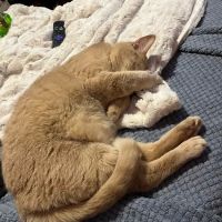 Dawsonville Veterinary Hospital ico