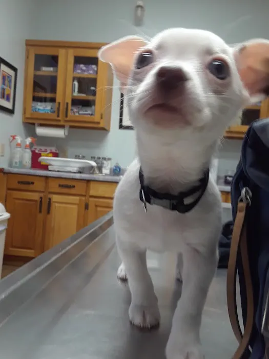 Dawsonville Veterinary Hospital 12
