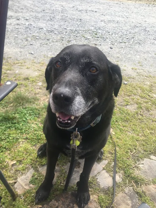 Dawsonville Veterinary Hospital 12