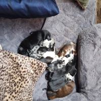 Red Barn Veterinary Hospital ico