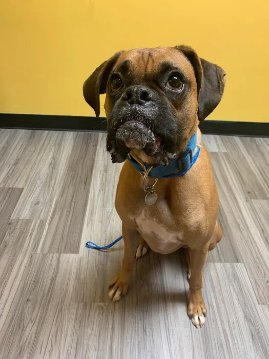 Dawson Forest Animal Hospital 12