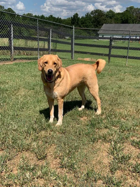 Dawson Forest Animal Hospital 12