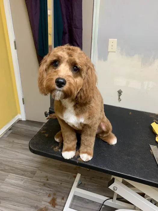 Dawson Forest Animal Hospital 12