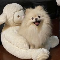 Georgia Veterinary Dentistry & Oral Surgery ico