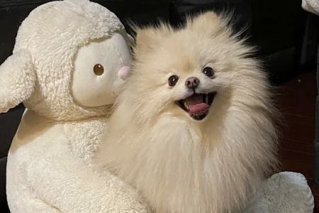 Georgia Veterinary Dentistry & Oral Surgery