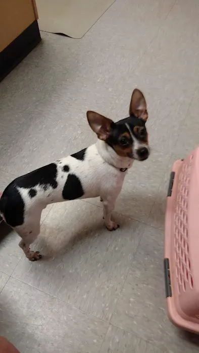VCA Dahlonega Animal Hospital 10