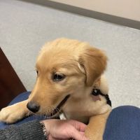 Bethlehem Veterinary Hospital ico