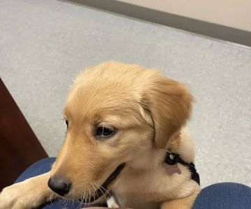 Bethlehem Veterinary Hospital