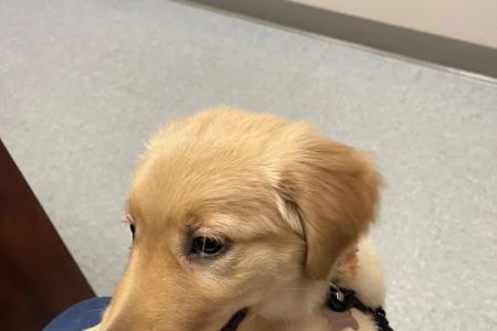 Bethlehem Veterinary Hospital