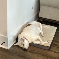 Banfield Pet Hospital ico
