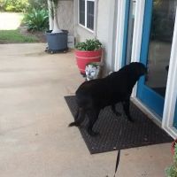 Auburn Veterinary Hospital ico