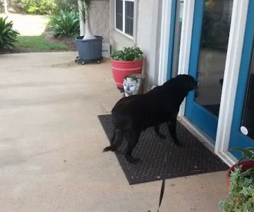 Auburn Veterinary Hospital