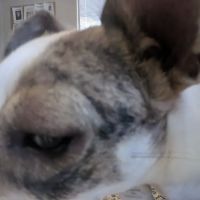 Parkway Animal Hospital ico