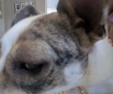 Parkway Animal Hospital
