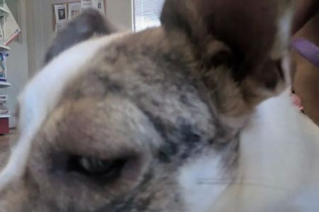 Parkway Animal Hospital