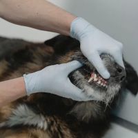 FurBuds Veterinary ico