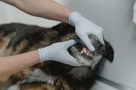 FurBuds Veterinary
