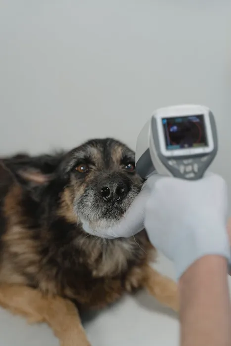 FurBuds Veterinary 10