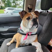 Moores Mill Animal Hospital ico