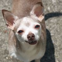 Dalton Animal Care (South) ico