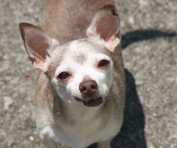 Dalton Animal Care (South)
