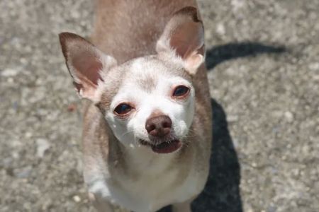 Dalton Animal Care (South)